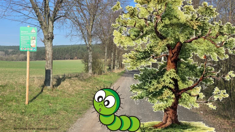 Mehr über den Artikel erfahren Die deutsche Eiche